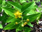 st. john’s wort