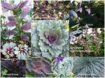 collage