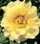 5tpagg-age-of-gold-tree-peony