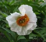 images early windflower&nbsp;peony