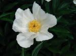 images-krinkled-white-peony