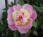images raspberry sorbet&nbsp;peony