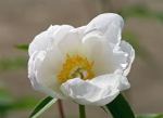 images-white-innocence-peony