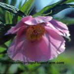 images-wind-chimes-peony
