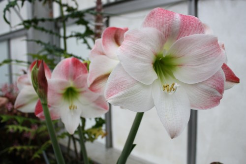 HIDDEN LAKE GARDENS-MG-MARCH2010 077