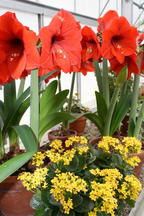 HIDDEN LAKE GARDENS-MG-MARCH2010 079