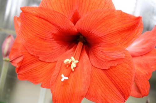 HIDDEN LAKE GARDENS-MG-MARCH2010 086