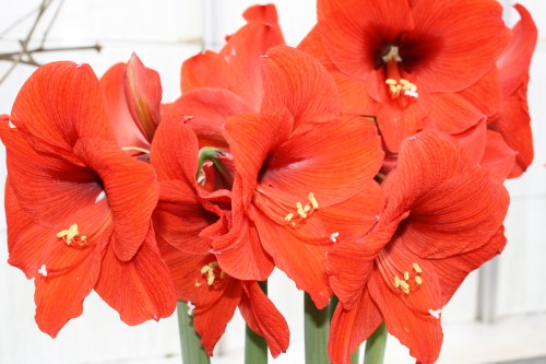 HIDDEN LAKE GARDENS-MG-MARCH2010 120