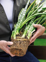 repotting-houseplants1