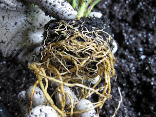 Repotting Root Bound House Plants3