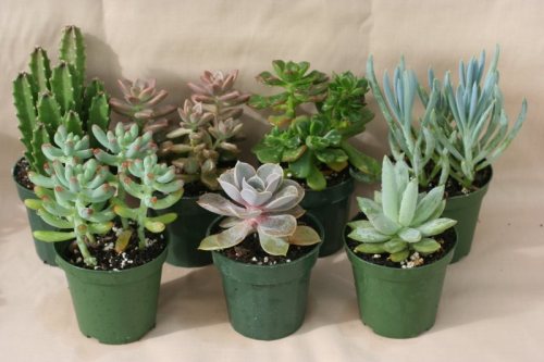 Succulents-Indoor-House-Plants