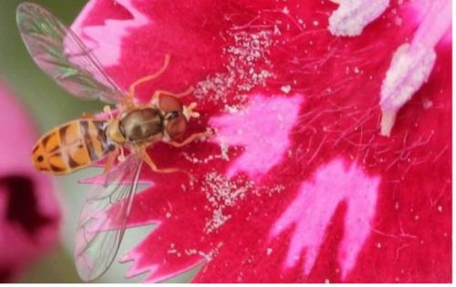 toxomerus marginatus