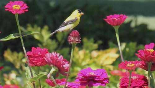 Finch on Zinnia