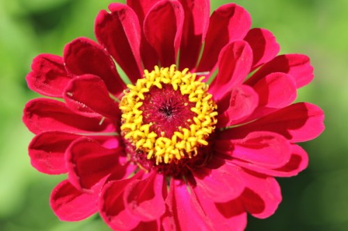 Zinnia