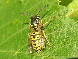 yellow jacket