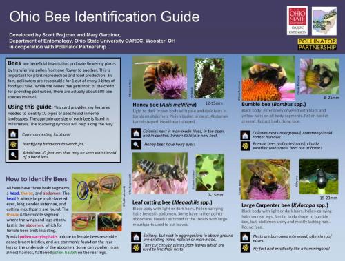 Bee  Guide 1