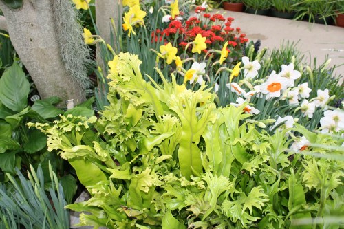 HIDDEN LAKE GARDENS-MG-MARCH2010 106 - Copy