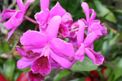 HIDDEN LAKE GARDENS-MG-MARCH2010 114