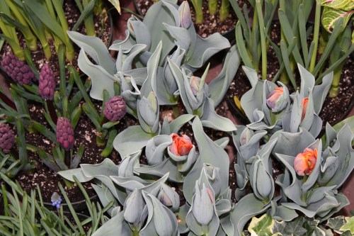 HIDDEN LAKE GARDENS-MG-MARCH2010 152