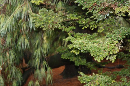 HIDDEN LAKE GARDENS-MG-MARCH2010 187