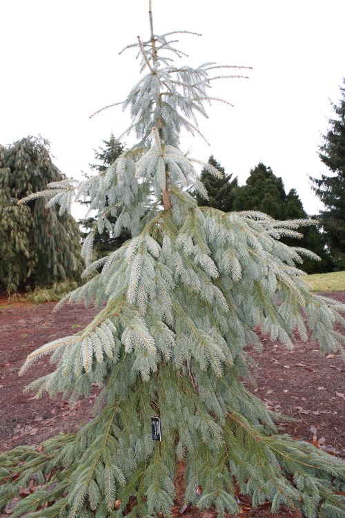 HIDDEN LAKE GARDENS-MG-MARCH2010 193