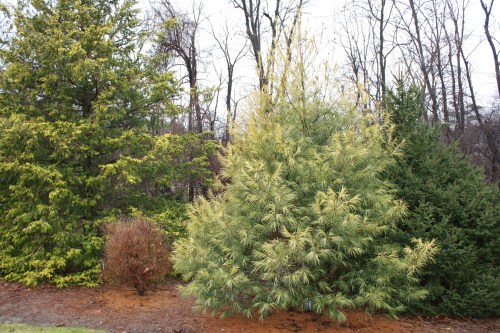 HIDDEN LAKE GARDENS-MG-MARCH2010 195