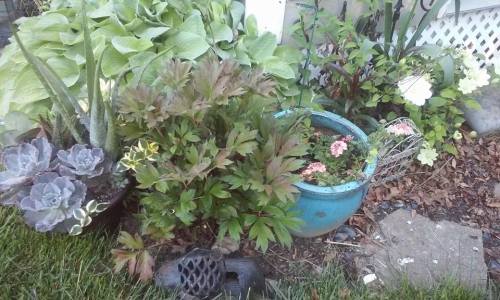 13238995_10206817274729902_596796867101354321_n