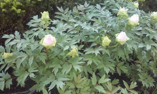 13240061_10206817276089936_7426145208504447415_n