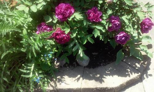 13244848_10206817274369893_6683036255223523930_n