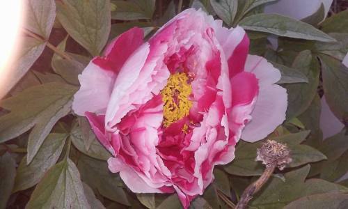 13267854_10206817274169888_6092020408988522549_n