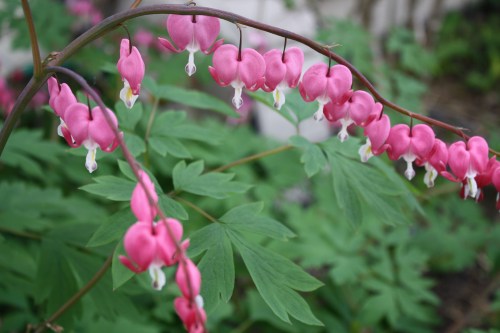 5-1-2010 flowers 017