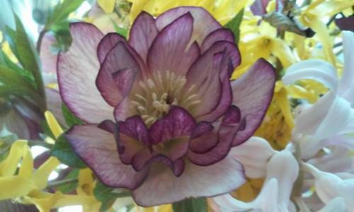 12974334_10206577013363518_1894143454566073765_n