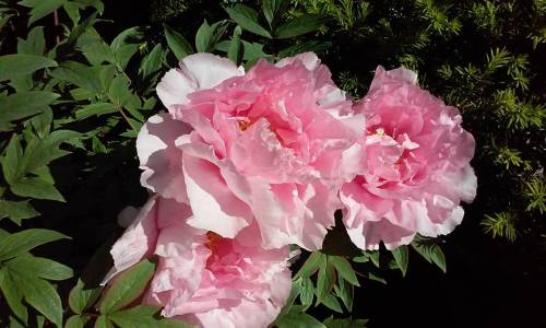 13226951_10206837908885743_7005389751920496531_n