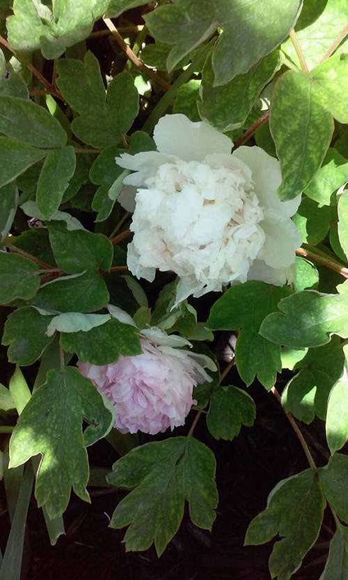 13227126_10206793409693291_501289073676543461_n