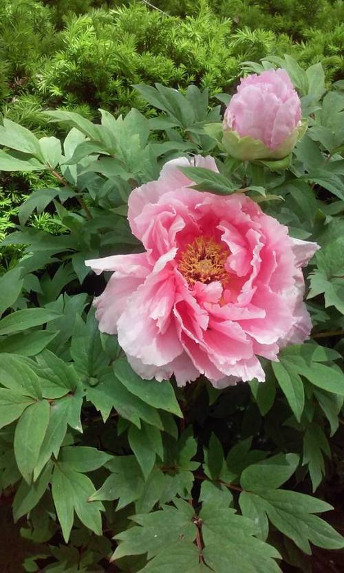 13254251_10206794377677490_1333787518896827249_n