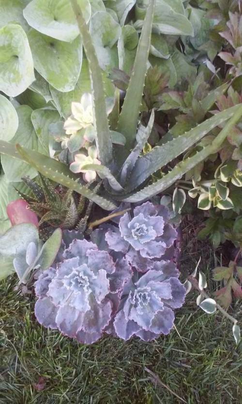 13260100_10206817273529872_3108665566339988253_n