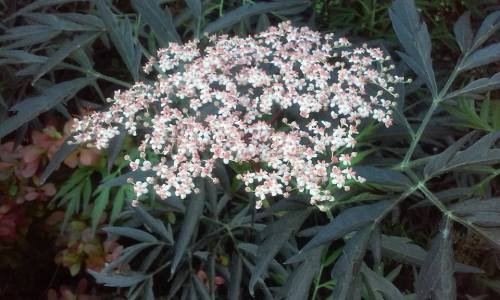 13322134_10206909349791721_6034492019544382017_n