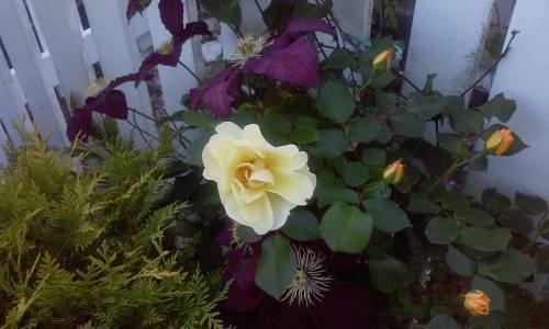 13325497_10206909349511714_4896748280029106331_n