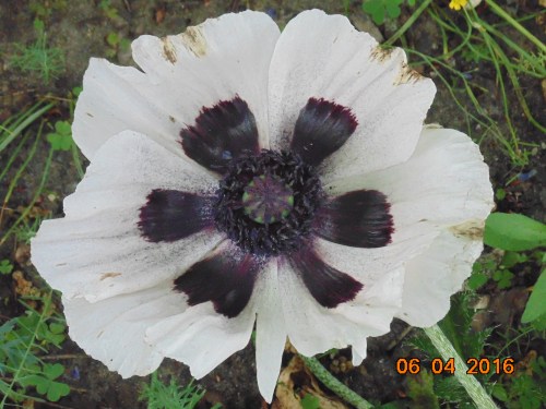 various_2016_june_206[1]