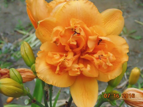 2016_spring-summer_068[1]