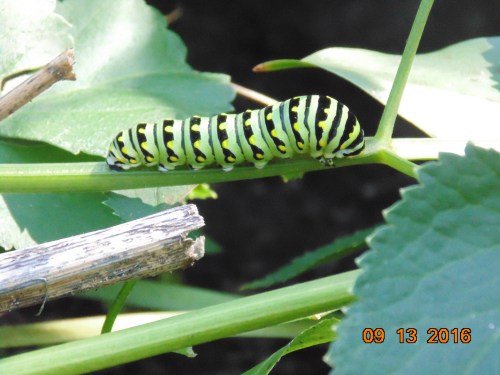 2016-sept-trip-plus-others-240-1