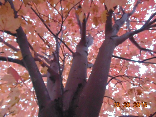 2016_november_and_prior_10551