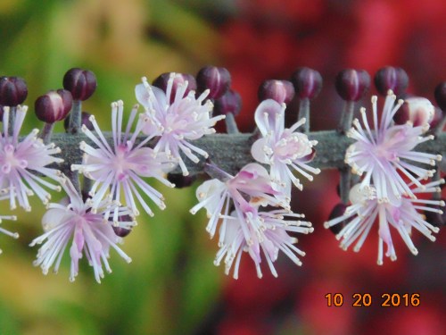 2016_november_and_prior_10561