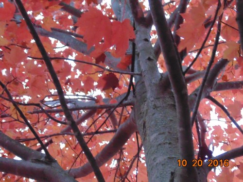 2016_november_and_prior_10591