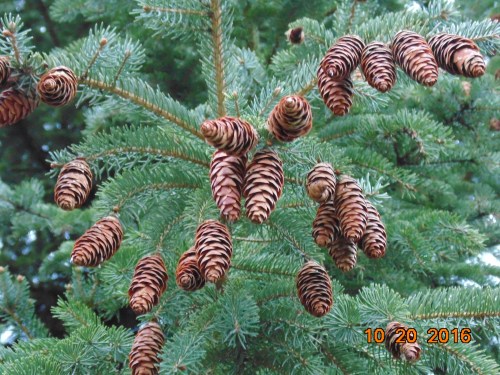 2016_november_and_prior_10621