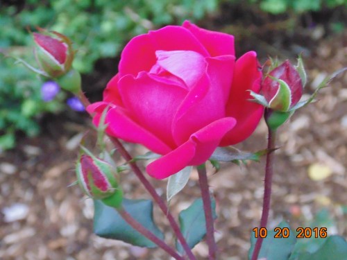 2016_november_and_prior_10631