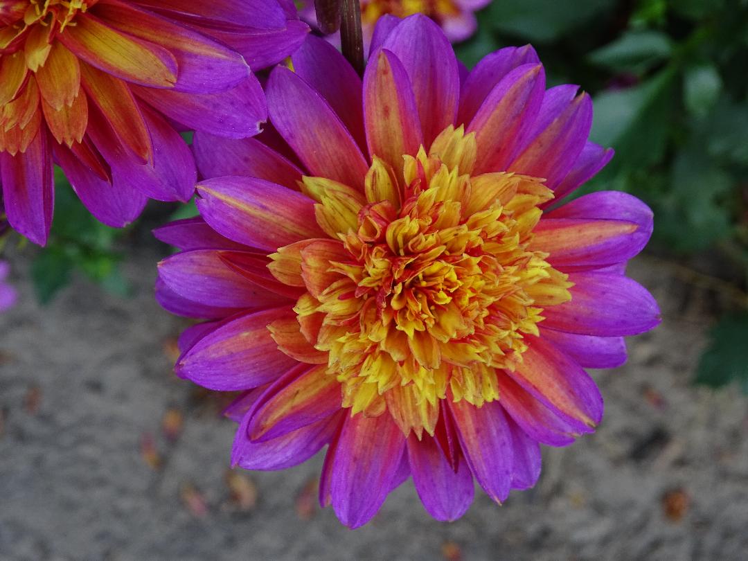Part2- Dahlia's are coming | Monroe County Master Gardener Association