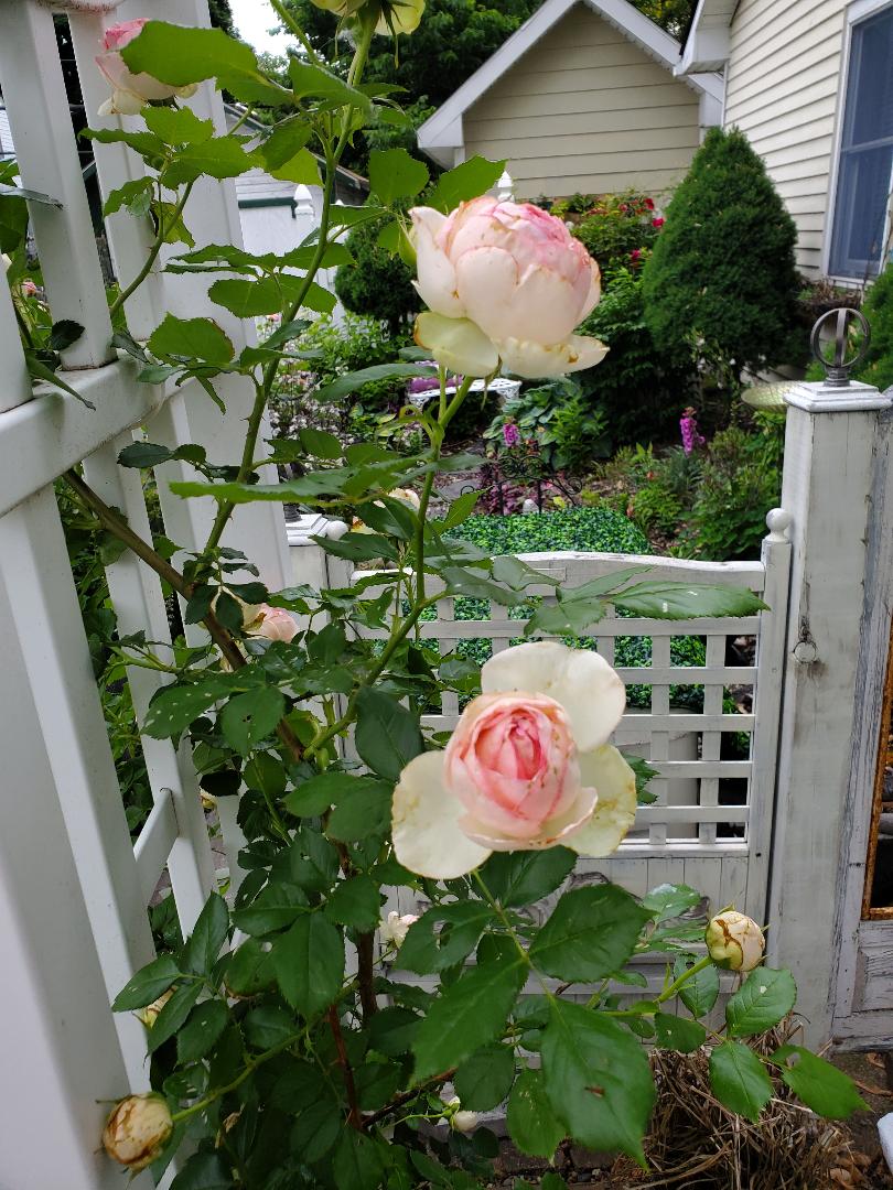 THRIPS￼ | Monroe County Master Gardener Association