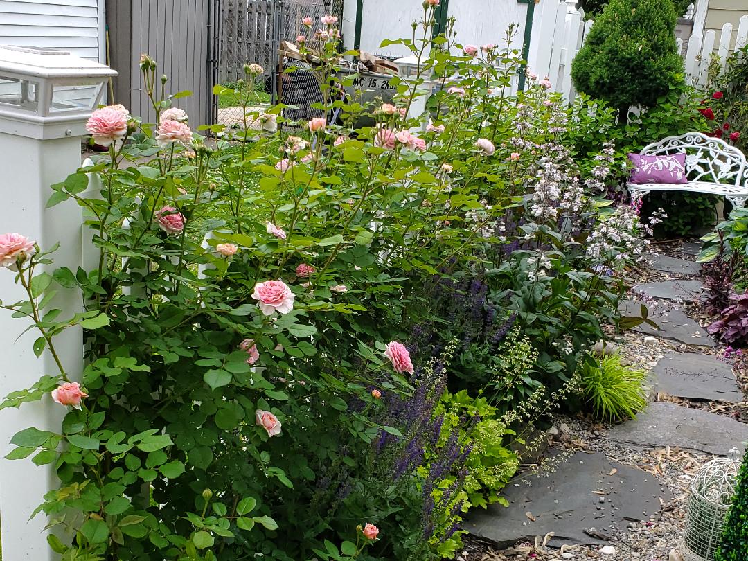 THRIPS￼ | Monroe County Master Gardener Association
