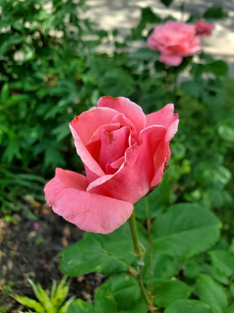 THRIPS￼ | Monroe County Master Gardener Association